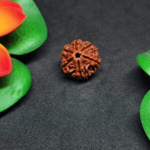 Rudraksha Nepali 6-Mukhi