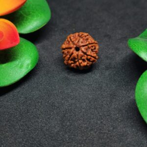 Rudraksha Nepali 7-Mukhi