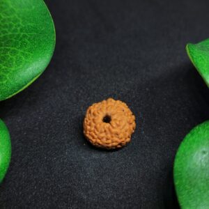 Rudraksha Nepali 8-Mukhi