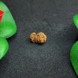 Trijuti Rudraksha