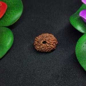 Rudraksha Indo 12-Mukhi