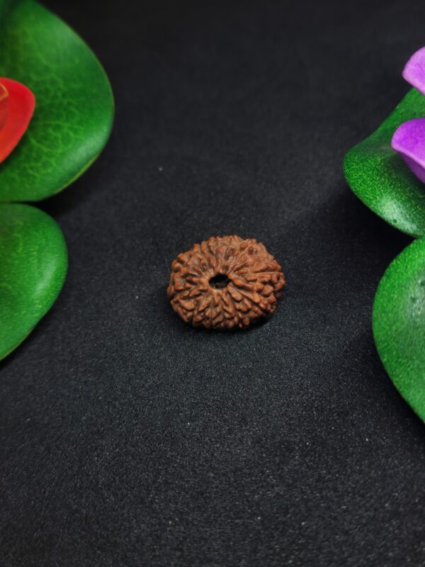 Rudraksha Indo 12-Mukhi