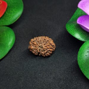 Rudraksha Indo 13-Mukhi