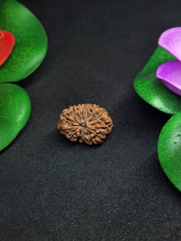 Rudraksha Indo 13-Mukhi
