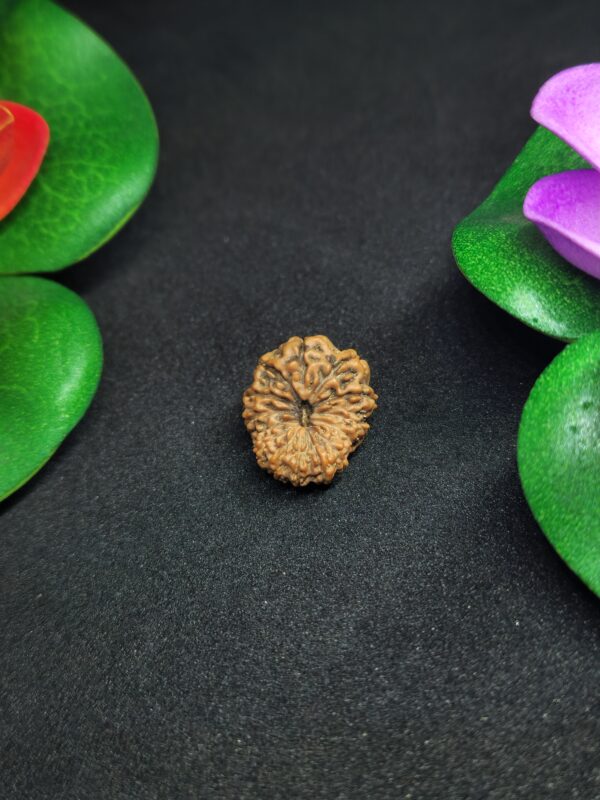Rudraksha Indo 14-Mukhi - Image 2