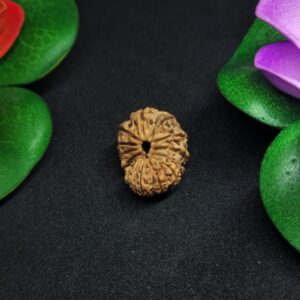 Rudraksha Indo 15-Mukhi