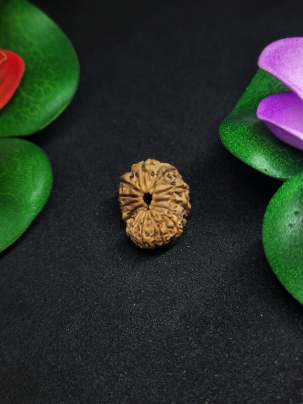 Rudraksha Indo 15-Mukhi