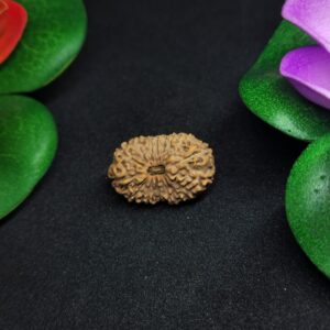 Rudraksha Indo 16-Mukhi