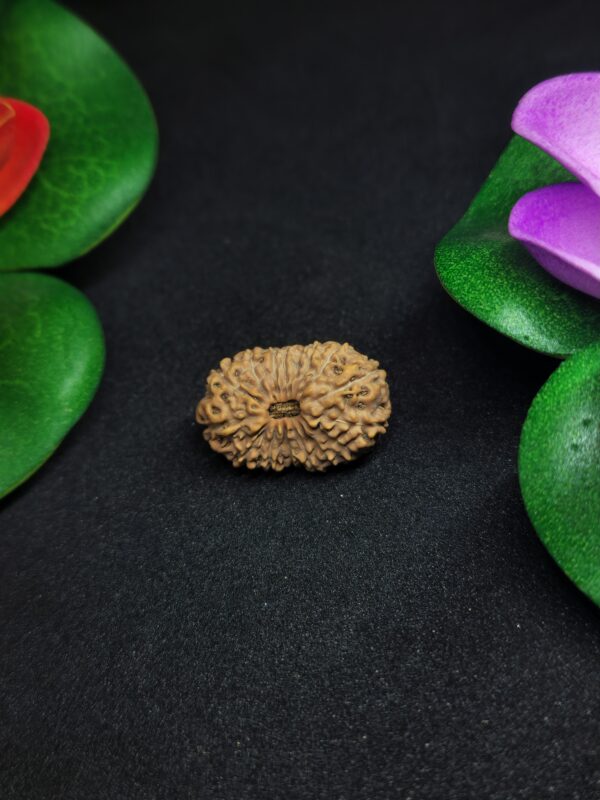 Rudraksha Indo 16-Mukhi