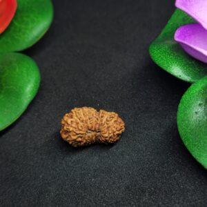 Rudraksha Indo 17-Mukhi