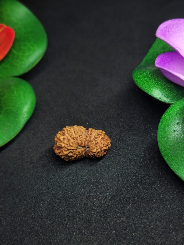 Rudraksha Indo 17-Mukhi