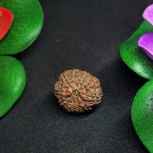 Rudraksha Indo 10-Mukhi