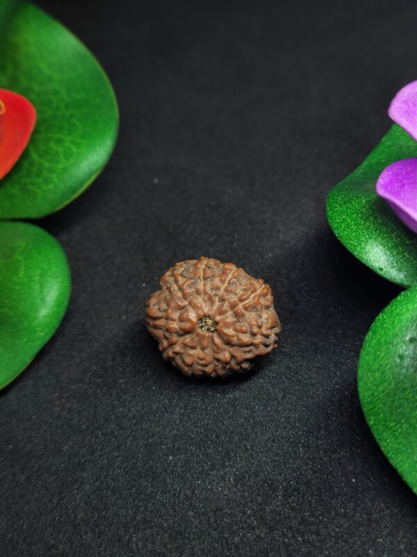 Rudraksha Indo 10-Mukhi