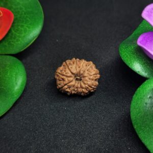 Rudraksha Indo 11-Mukhi