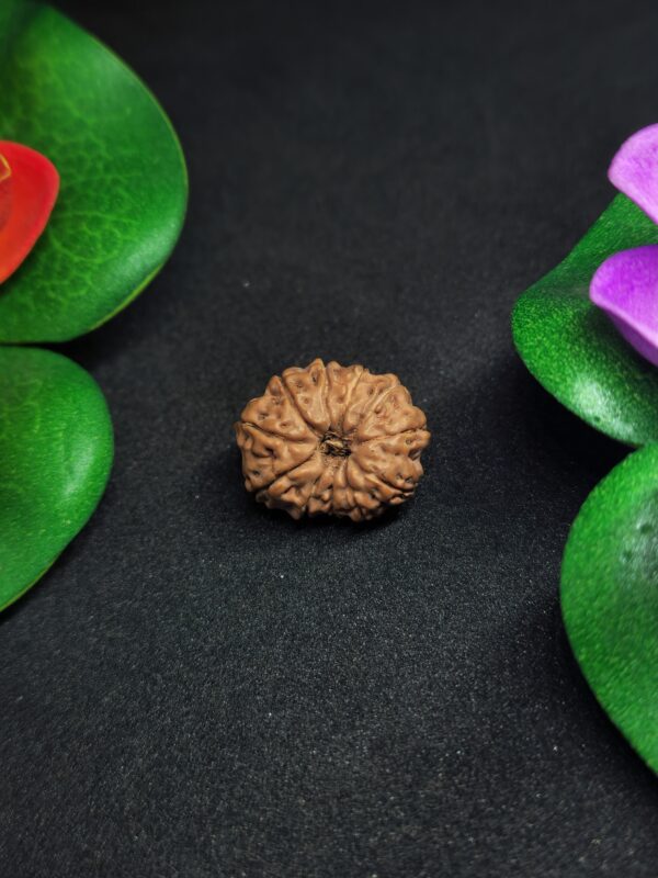 Rudraksha Indo 11-Mukhi