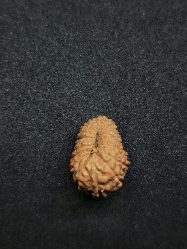Rudraksha Indo 18-Mukhi - Image 3