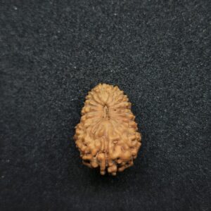 Rudraksha Indo 18-Mukhi