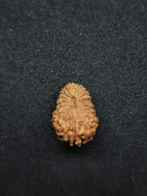 Rudraksha Indo 18-Mukhi