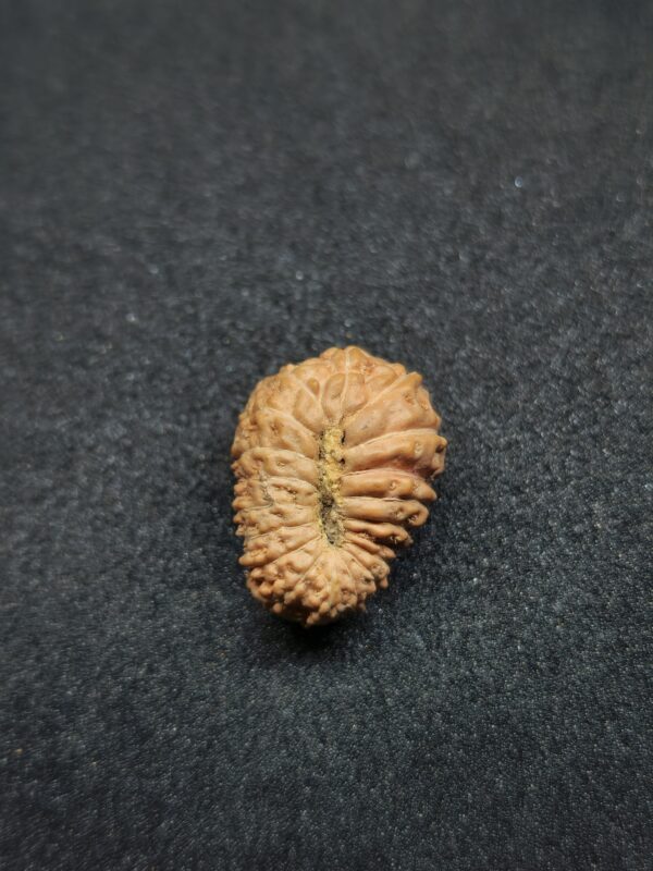 Rudraksha Indo 19-Mukhi - Image 2