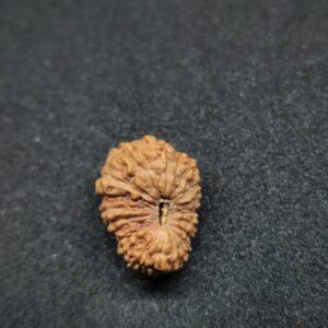 Rudraksha Indo 19-Mukhi