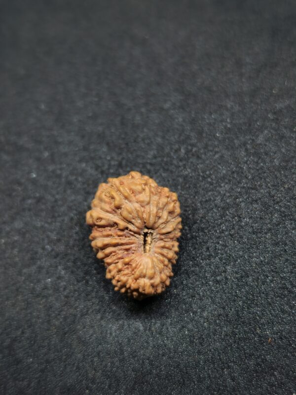 Rudraksha Indo 19-Mukhi