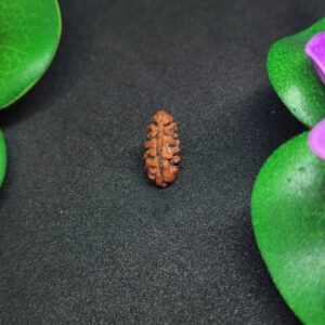 Rudraksha Indo 1-Mukhi