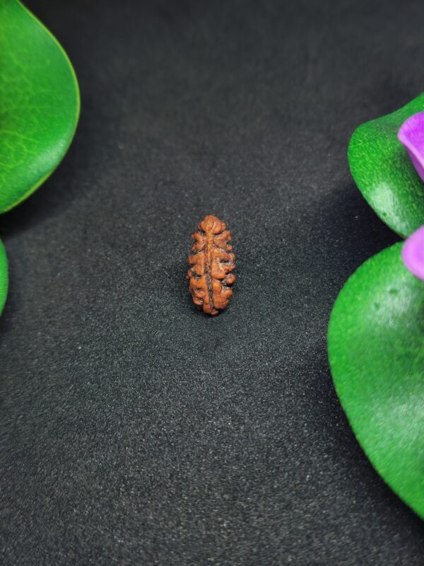Rudraksha Indo 1-Mukhi