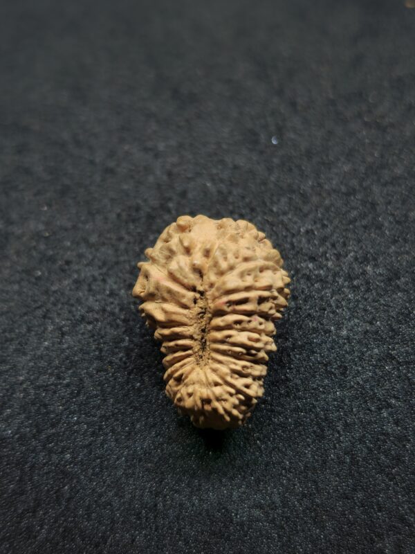 Rudraksha Indo 20-Mukhi - Image 3