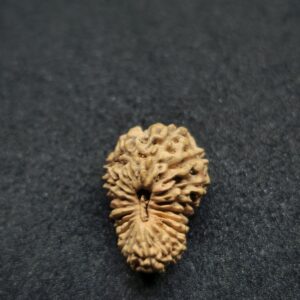 Rudraksha Indo 20-Mukhi
