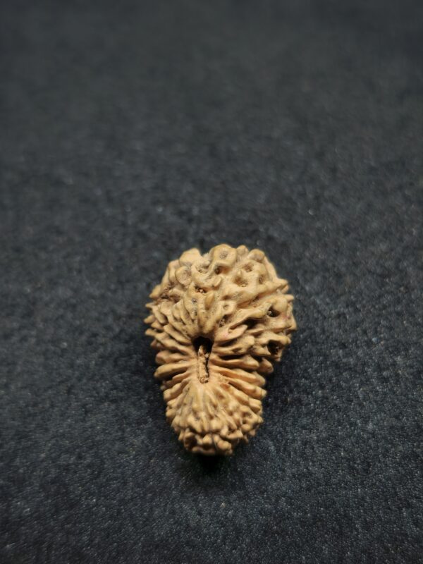 Rudraksha Indo 20-Mukhi