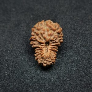 Rudraksha Indo 21-Mukhi