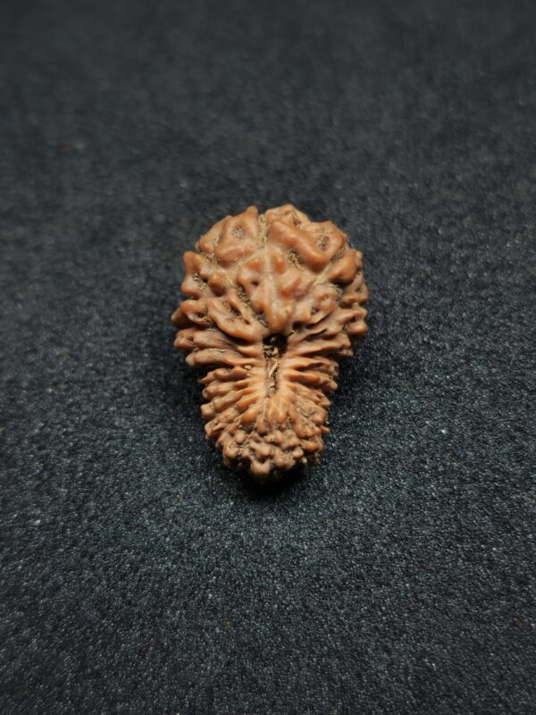 Rudraksha Indo 21-Mukhi