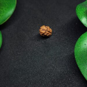 Rudraksha Indo 2-Mukhi