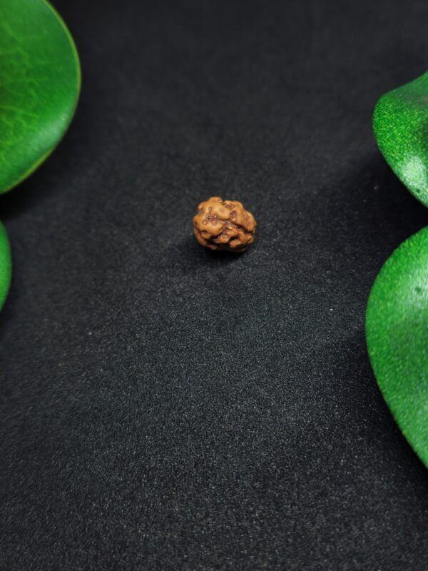 Rudraksha Indo 2-Mukhi