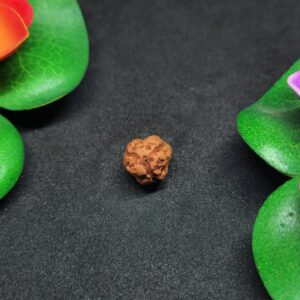 Rudraksha Indo 3-Mukhi