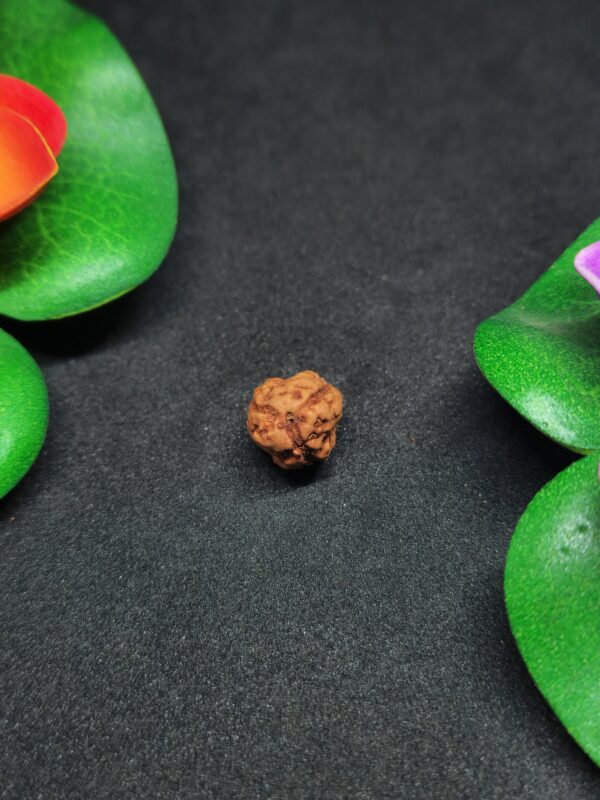 Rudraksha Indo 3-Mukhi