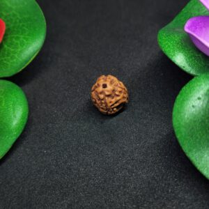 Rudraksha Indo 4-Mukhi