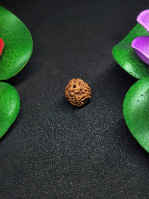 Rudraksha Indo 4-Mukhi