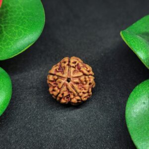 Rudraksha Indo 5-Mukhi