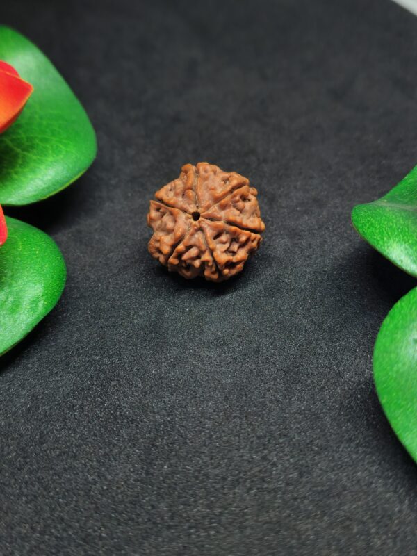 Rudraksha Indo 6-Mukhi - Image 2