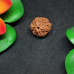 Rudraksha Indo 6-Mukhi