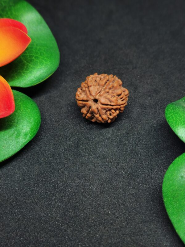 Rudraksha Indo 6-Mukhi