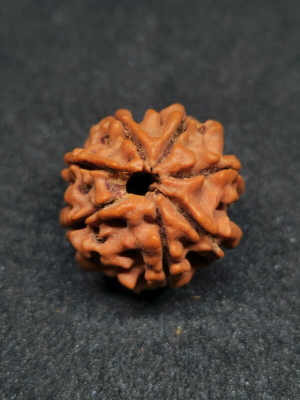 Rudraksha Indo 7-Mukhi - Image 2