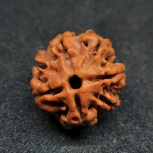 Rudraksha Indo 7-Mukhi