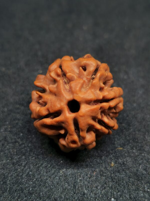 Rudraksha Indo 7-Mukhi