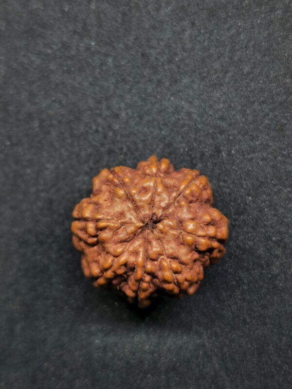 Rudraksha Indo 8-Mukhi - Image 2