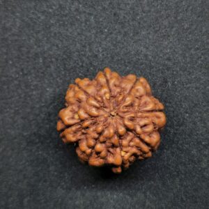 Rudraksha Indo 8-Mukhi