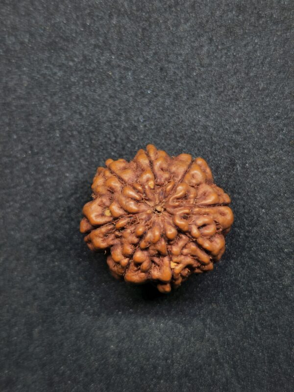 Rudraksha Indo 8-Mukhi