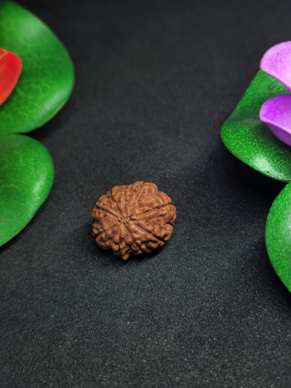 Rudraksha Indo 9-Mukhi - Image 2