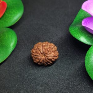 Rudraksha Indo 9-Mukhi